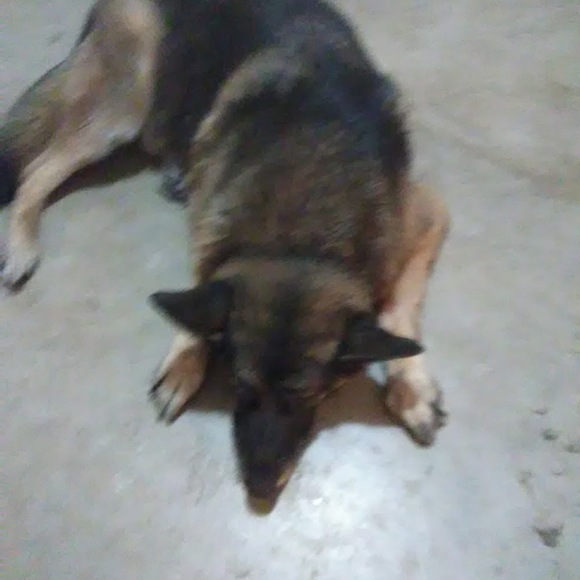 Meet your Posher, David - Picture 1 of 1